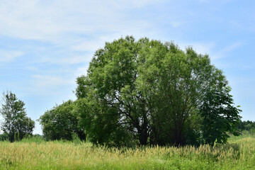 Lush tree in the field. Blue sky, bright summer day.