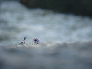 close-up of flower on rock near stream, shallow depth of field
