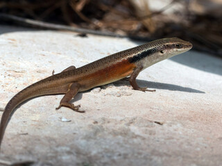 Closed-litter rainbow-skink (Carlia longipes).