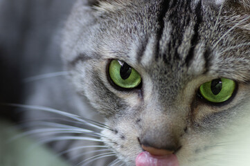 眼差し　　　サバトラ猫