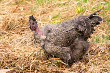 A free range black naked neck hen is spotted digging through dry, yellowed hay.