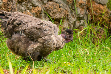 A beautiful black naked neck bantam hen in a grassy field in summer time.