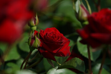 Red Flower of Rose 'Nicolo Paganini' in Full Bloom
