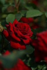 Red Flower of Rose 'Nicolo Paganini' in Full Bloom
