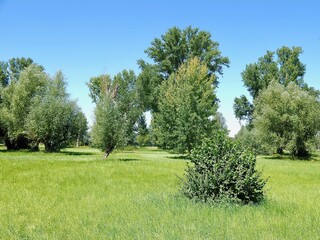 Fototapeta premium Beautiful nature with meadows and trees along Rhine river