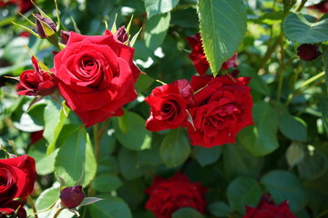 Red Flower of Rose 'Nicolo Paganini' in Full Bloom
