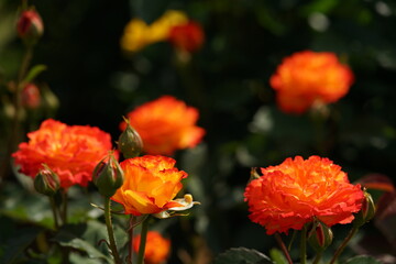 Orange and Yellow Flower of Rose 'Nishiki' in Full Bloom
