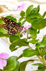 butterfly on a flower