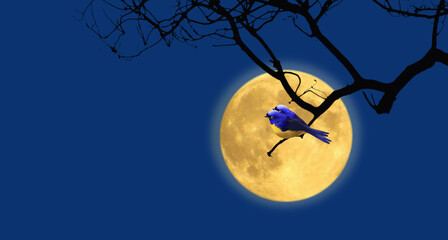 Couple birds and romantic full moon at night
