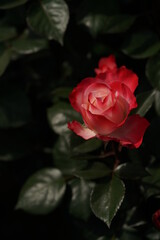 Red and White Flower of Rose 'Nostalgie' in Full Bloom
