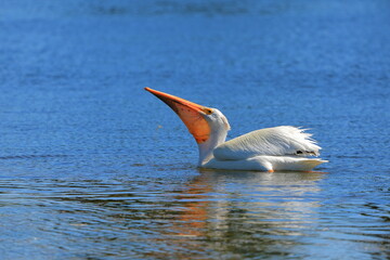 American Pelican swimming in pond lifting head - 368557134