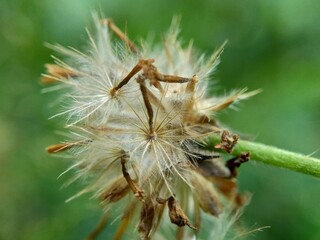 Bidens pilosa (also called ketul kebo, ketul sapi, jaringan, caringan, lanci thuwa, lancing thuwa, cing-lancingan, Spanish Needle, Blackjacks, Beggar ticks) with a natural background
