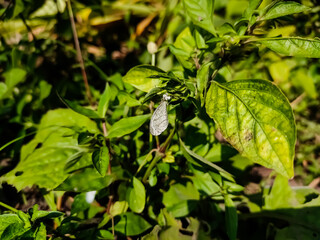 Zizula hylax, the Gaika blue is a species of blue butterfly. And this picture click in the morning.
