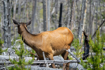 Closeup view of a deer in Yellowstone, Wyoming, USA