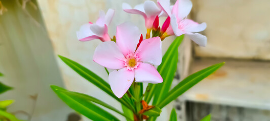 A pink flower plant with leaves 