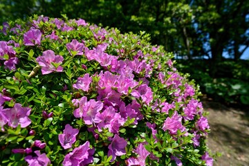 Fototapeta na wymiar 木漏れ日浴びて咲く満開のピンクのツツジ