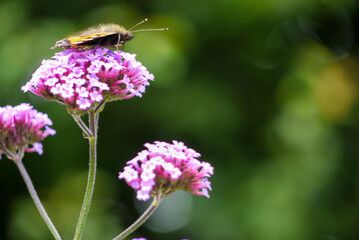 butterfly resting 