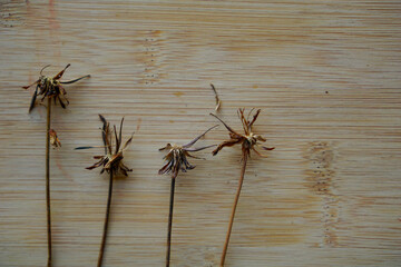 Dried flower on wooden background. seasonal autumn concepts copy space