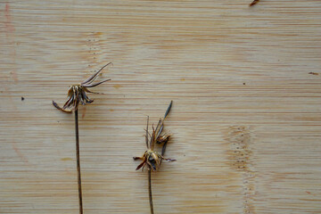 Dried flower on wooden background. seasonal autumn concepts copy space