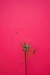 Dried flower on pink paper background. seasonal autumn concepts copy space