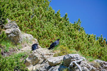 Bird on a rock in the mountains