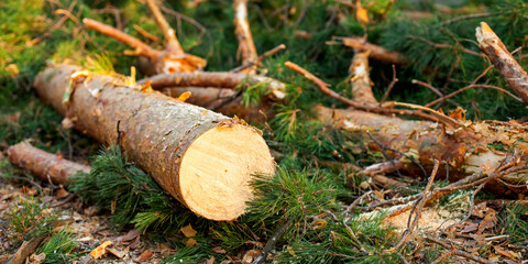 Obraz premium Cut the pine trees. Wood production 