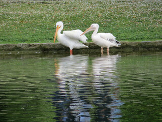 two white pelicans on the bank of the canal on a blurred background of a green lawn