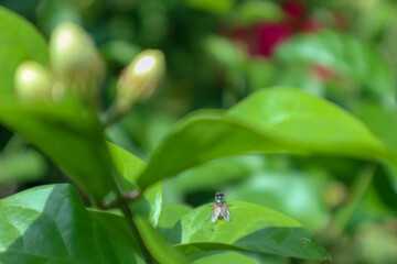 macro photo flies on a leaf and  flower