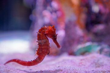sea ​​horse  Hippocampus guttulatus swimming © panyawat