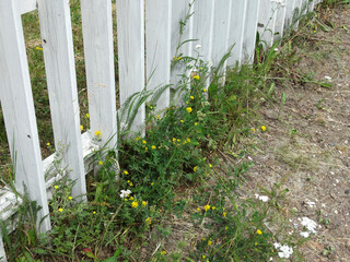 white wooden fence and meadow grass and flowers growing nearby