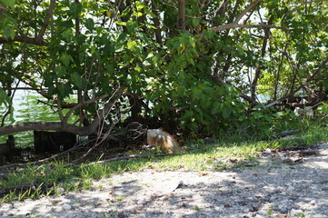 Wild Iguana in Miami, Florida