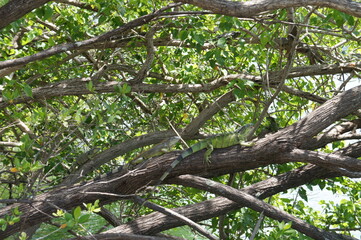 Obraz premium Wild Iguanas in Miami, Florida