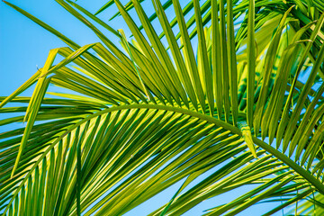 Obraz na płótnie Canvas Palm leaf