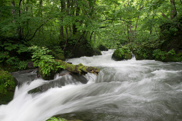 青森県の奥入瀬渓流