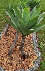 green plant on the wall