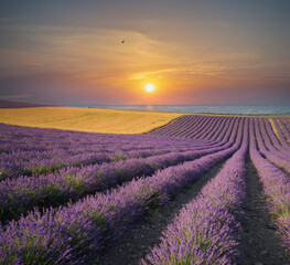 Lavender meadow and sea sunset nature landscape.