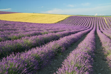 Naklejka na ściany i meble Meadow of lavender and wheet at day.