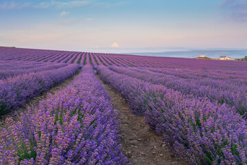 Fototapeta na wymiar Meadow of lavender at morning light.