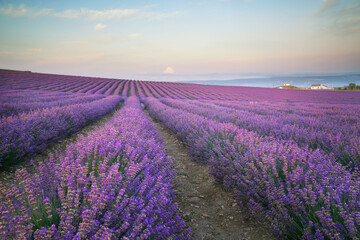 Naklejka na ściany i meble Meadow of lavender at morning light.