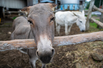 ロバのクローズアップ