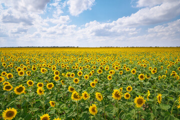 Big field of sunflowers at day.