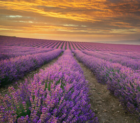 Obraz na płótnie Canvas Meadow of lavender at morning
