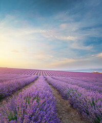 Obraz na płótnie Canvas Meadow of lavender at morning light.
