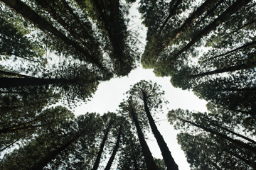 Tall earthy green pine trees on a tall mountain on the island of Oahu on hawaii