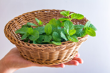 Fototapeta na wymiar Fresh and green mint leaves are used as ingredients