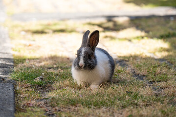 one cute grey chubby bunny resting on grassy ground on the roadside on a sunny day with  white fur covered upper body
