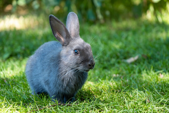 close up of one cute grey bunny sitting on green grass field with sun light scatter on its face