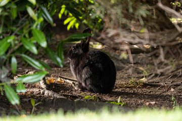 one cute black rabbit sitting on the dry soil behind green bushes in the park