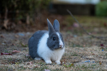 cute chubby grey bunny with white upper body and forehead resting on the grassy ground under the shade
