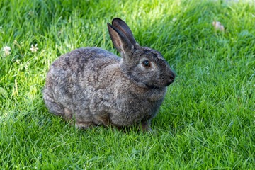 close up of one cute  grey  rabbit sitting on green grass 